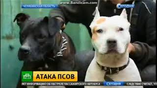 УЖАСНОЕ ПРОИСШЕСТВИЕ, МАЛЬЧИКА ЗАКУСАЛИ СОБАКИ. 08.10.2017 УЖАСНОЕ ПРОИСШЕСТВИЕ, МАЛЬЧИКА ЗАКУСАЛИ СОБАКИ. 08.10.2017