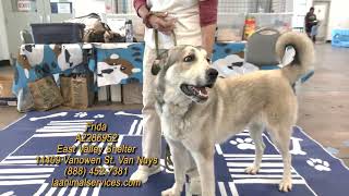 Adopt A Pet Today! Aug 2026 part 1