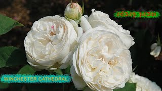 Розы в саду 2023. Обзор розы WINCHESTER CATHEDRAL от Дэвида Остина. Роза в моем саду. Роза куставая