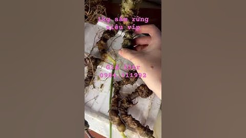 Siêu víp 1kg #sâm rừng già xịn, củ nào củ nấy chi chít mắt sâm. Bao kiểm định chuẩn sâm mọi viện.