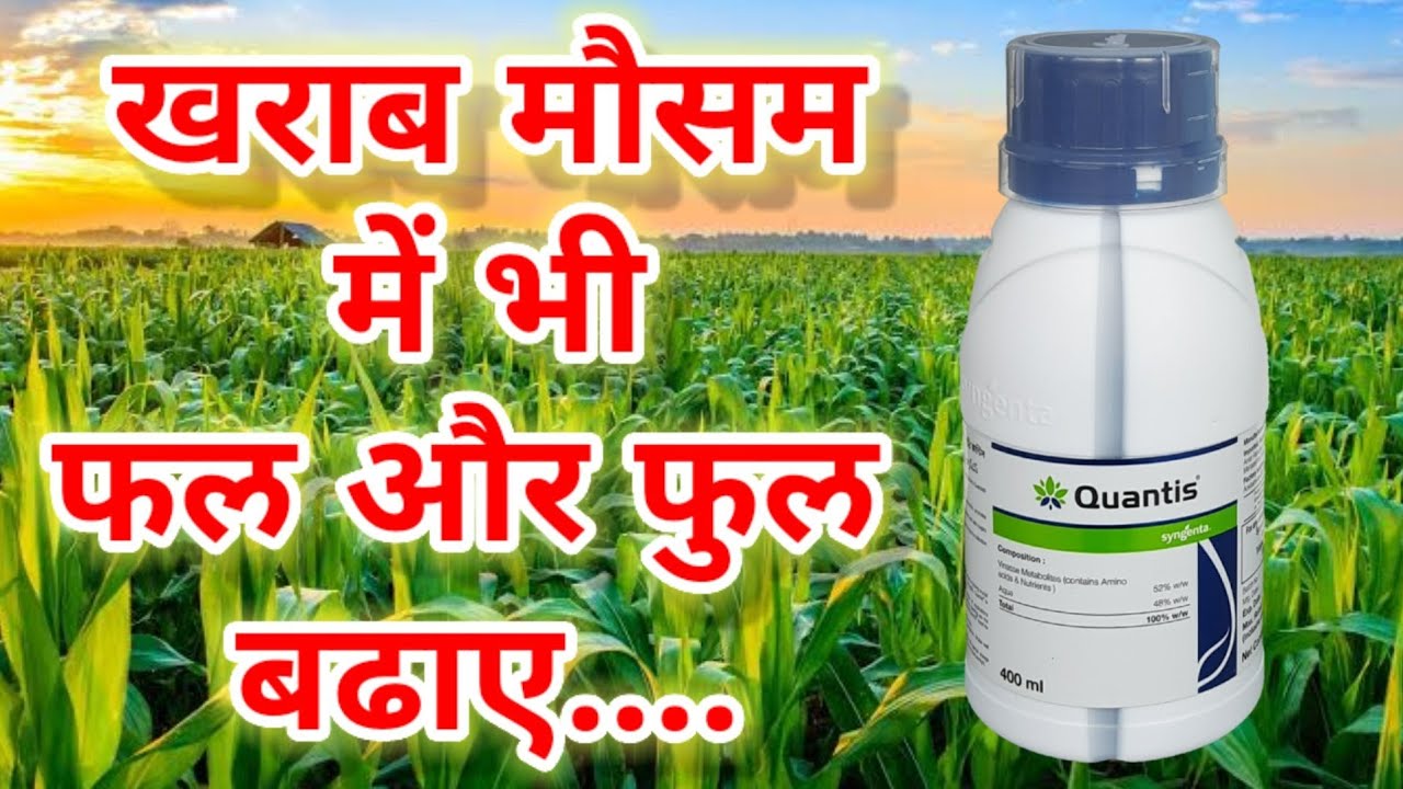 Quantis/Syngenta Quantis/plant growth tonic