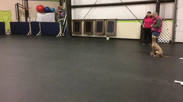 Tiramisu the whippet shows off her fetch.