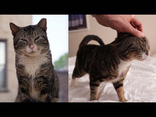 Street Cat Rescue: Duke