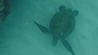 Green Sea Turtles - Maui by Connie Levenhagen Niemi 185 views 6 years ago 5 minutes, 6 seconds