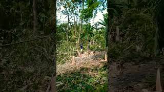 Download Lagu TERAPI SUARA GERGAJI MESIN MP3