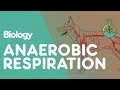Anaerobic Respiration: Energy Production in Intense Exercise and Plant Processes