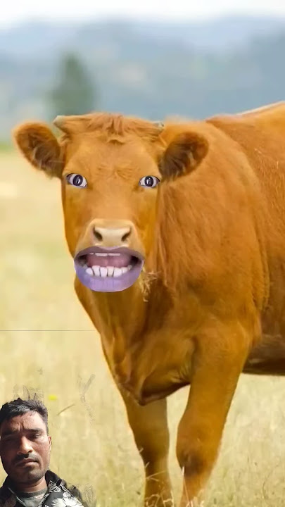 https://youtube.com/shorts/tn1lhDIfVME?si=-9N86a3Jh24hgdow🐄🐂🐃