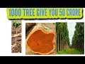 You can earn 500,00,00,00 in 1000 trees || 50 Crore in 1,000 Trees || Mahogany tree.