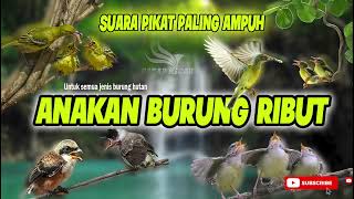 Suara PIKAT SEMUA JENIS BURUNG \\\\ ANAKAN BURUNG RIBUT LINK DOWNLOAD MP3 DIDESKRIPSI