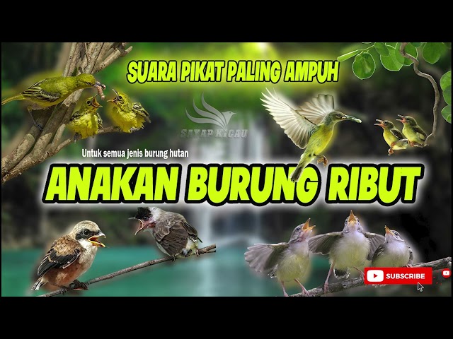 Suara PIKAT SEMUA JENIS BURUNG \\\\ ANAKAN BURUNG RIBUT LINK DOWNLOAD MP3 DIDESKRIPSI class=