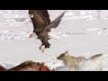 Animals Fight To Survive the Harsh Winter | Yellowstone | BBC Earth