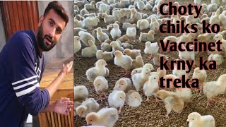 choty hen chiks ko Vaccination krny ka treka #sheharmaindehat #shehrmaindihat #trendingshorts