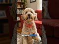 TALKING DOG Makes You’re Day Better😊 #virlashort #shorts