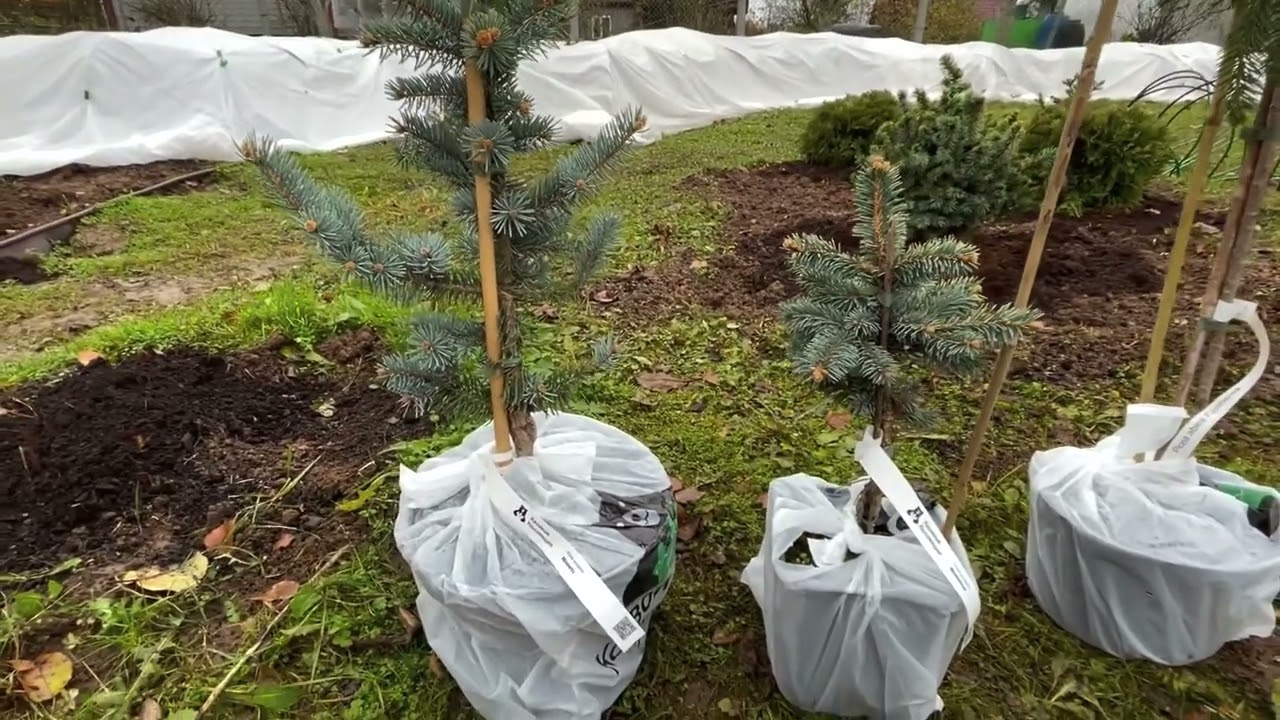 Розы укрыты. Новинки хвойных