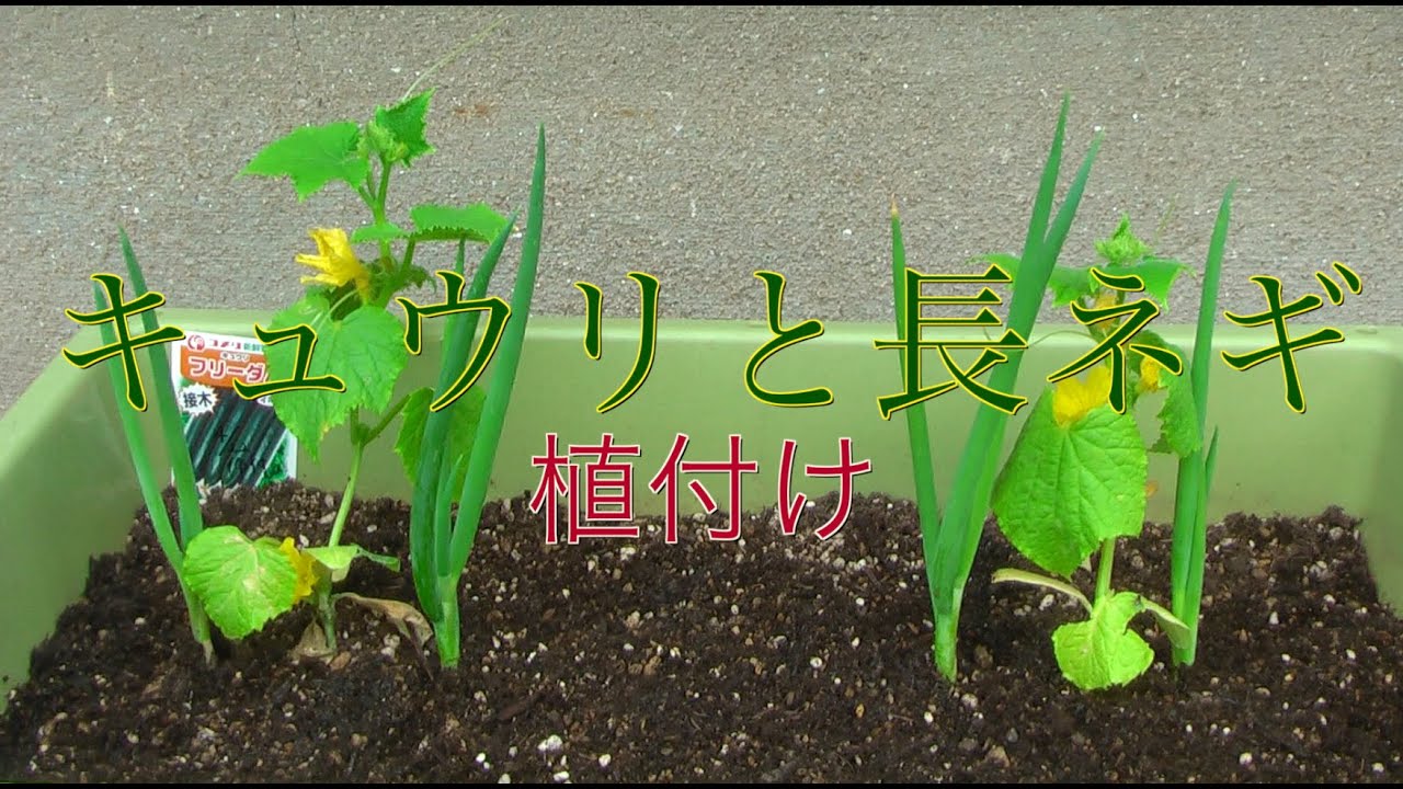 家庭菜園だより ０１プランターで育てる野菜キュウリと長ネギの植つけ Youtube
