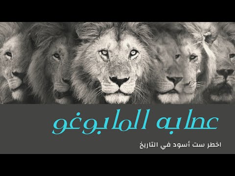 فيديو: أسود أنثوريوم: الصورة والوصف والرعاية