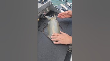 How to humanely kill a squid with a quick karate chop  #squid #fishing