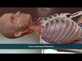 Visible body  atlante di anatomia umana 2021
