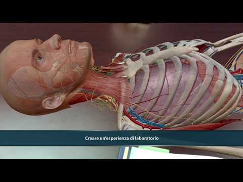 Video: Anatomia Molare, Definizione E Immagini - Body Maps