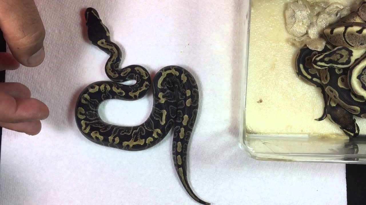 Update het VPI Axanthic GHI Spider clutch. Ball python 2015 CAAK ...