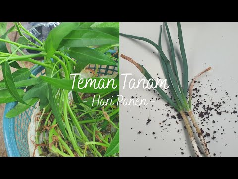 Video: Garden Leek Harvest - Bagaimana Dan Kapan Memanen Daun Bawang