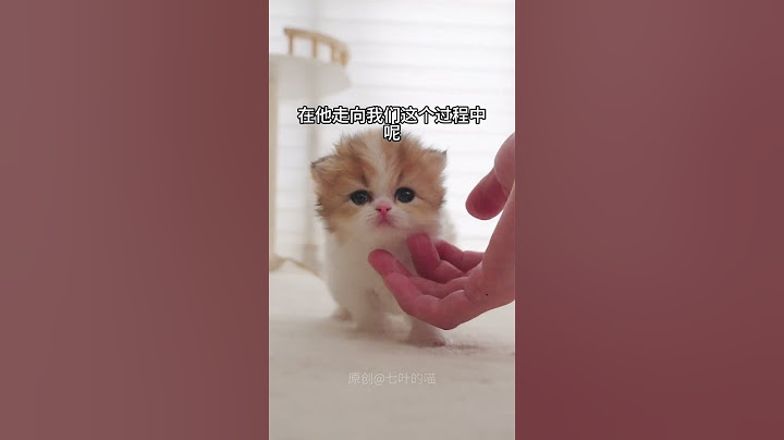 一辆辆小猫车向你驶来~ #小奶猫 #萌宠出道计划 #小奶猫的点点滴滴 #吸猫 #可爱到爆炸