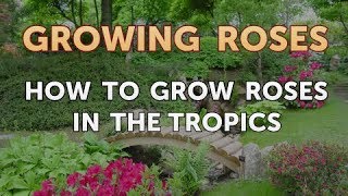 How to Grow Roses in the Tropics