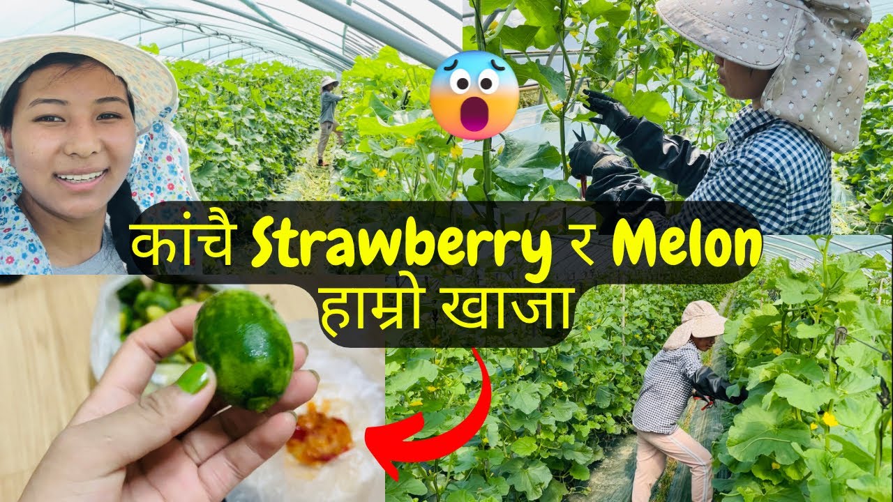 KOREAMA MELON KO HAGA KATERAI DIN BITXA AAJKAL 😜 MELON 🍈 KACHAI KHAKO