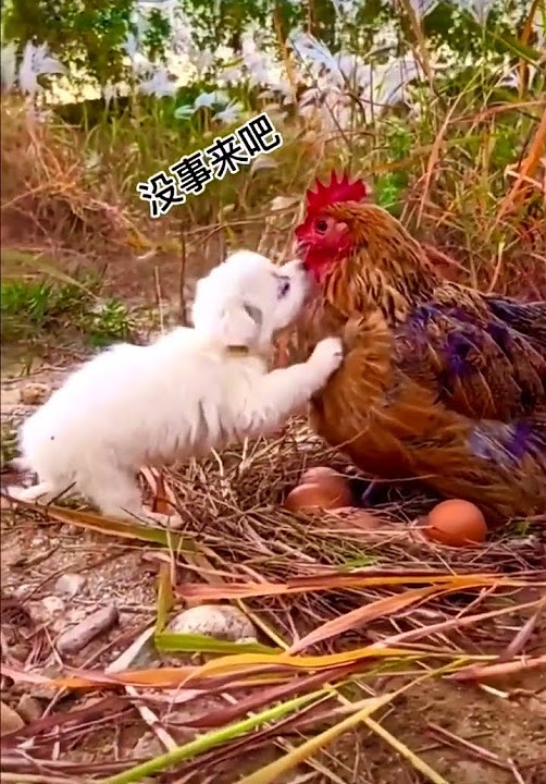 Friendship_Pappy_And_Chicken_%F0%9F%A4%9D%23100%23shorts%23viralshorts ...