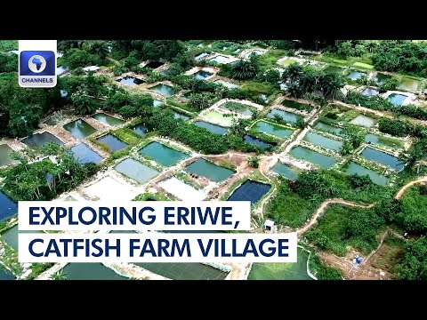A Trip Into Eriwe, A Massive Catfish Farm Village | Community Report