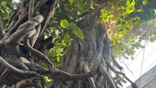 Oldest (more than 500 years) Tree in #gujranwala #pakistan  