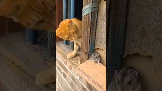 Cat And Mouse Funny Time