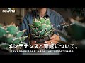 アガベのメンテナンスと育成について。大株を形作るコツを紹介。｜アガベ｜Agave｜多肉植物｜胴切り