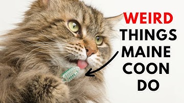 15 Weird Things Maine Coon Do