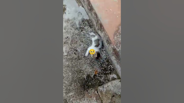 kucing kecil ditabrak