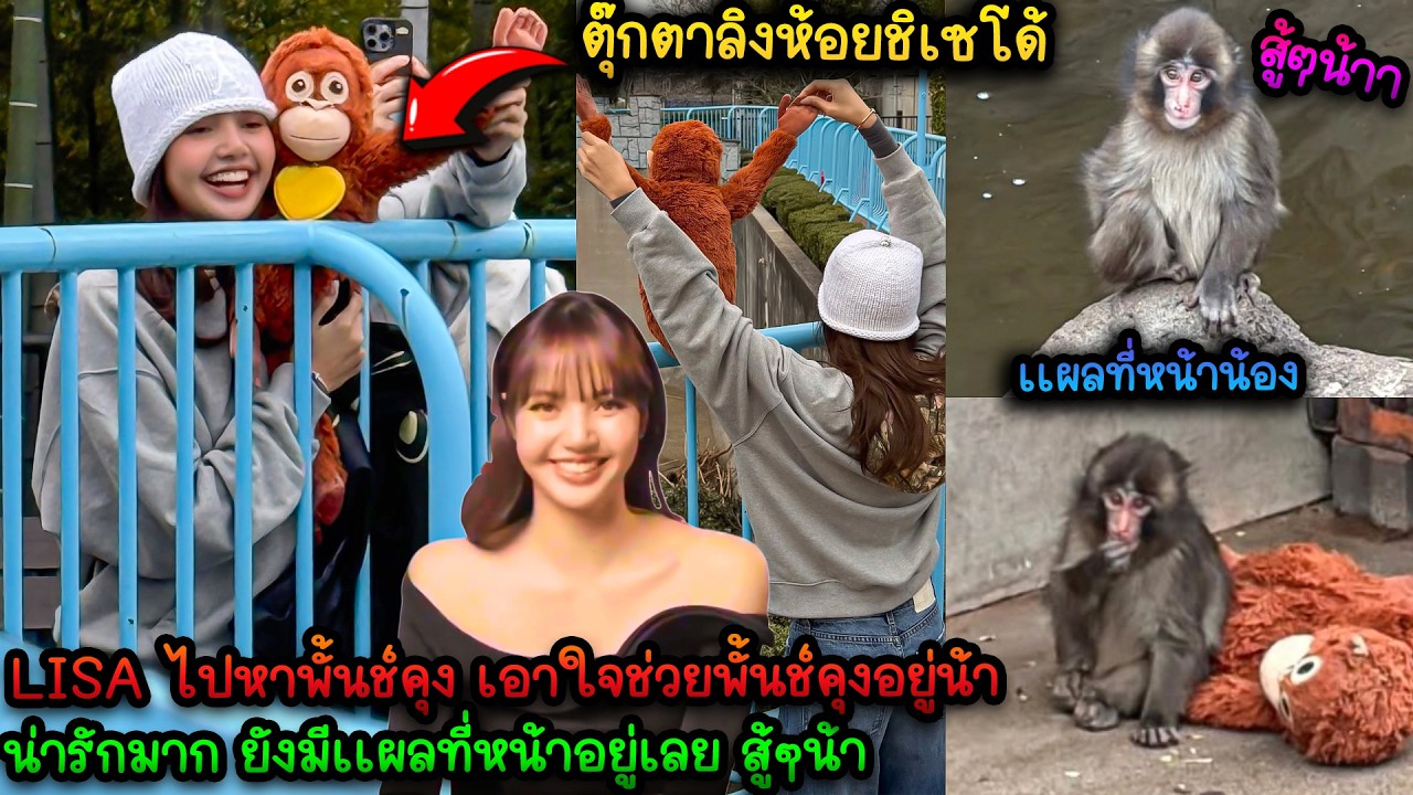 LISA ไปหาพั้นช์คุง เอาใจช่วยพั้นช์คุงอยู่น้า สู้ๆ #Punchi น่ารักมาก ยังมีเเผลที่หน้าอยู่เลย สู้ๆน้า