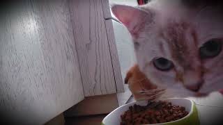 Funny kittens want to eat