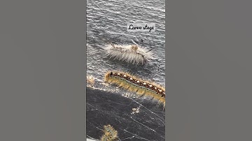 1 Poisonous Caterpillar lost his way to his ARMY. #caterpillar #larva  #LifeCycleOfAButterfly