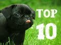 Top 10 Cutest Dogs