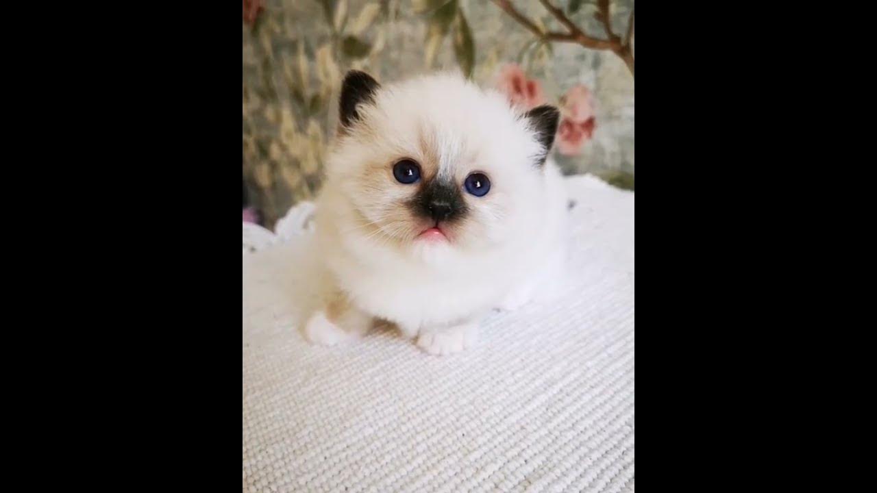 Котёнок рэгдолл - YouTube