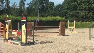 2012 KWPN gelding  By Marome  Schooling big  FOR SALE