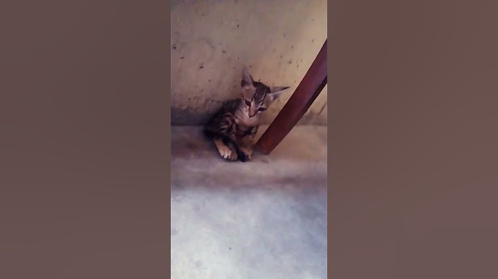 Oh No! Let’s Share The Sweetness With Ants! 🍭🐜❤️ #catvideos #catmemes #trending239KDislike198Share