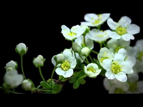 როგორ იზრდება მცენარე