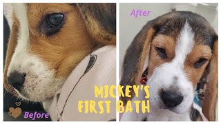 Mickey's First bath | Beagle puppy first bath|