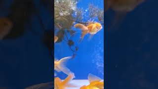 Cute Goldfish Aquarium / fish around us  / NO MUSIC / fish asmr relaxing