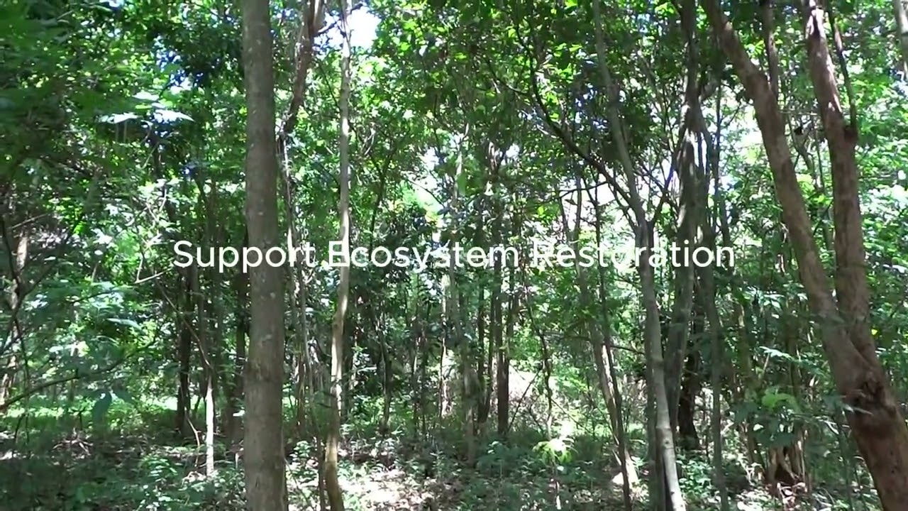 Forest Bathing - Tribute to Young Kenyan Environmentalist Truphena Muthoni