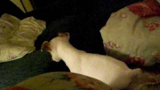 Baby Jack Russell Terrier Puppy Barking For The First Time.