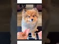 Hilarious Paws EP 35 | Try Not to Laugh Animal Videos #shorts