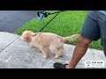 Goldendoodle Puppy Leash Training