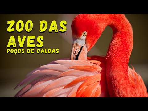 🔝 XADREZ gigante em POÇOS DE CALDAS – Aqui a DIVERSÃO está